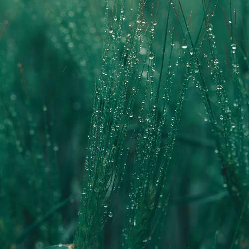 Photo #13594030
