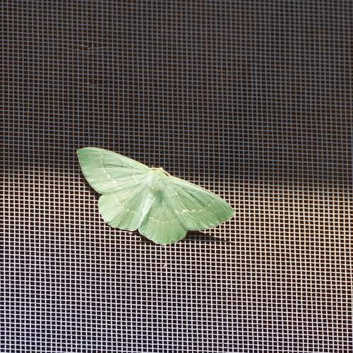 Photo #13594089