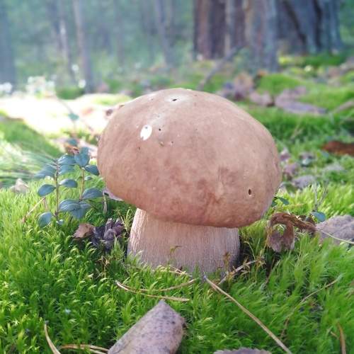 Photo #13594212