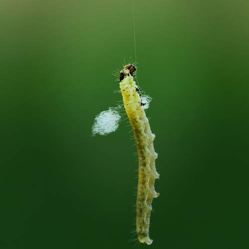 Photo #13594226