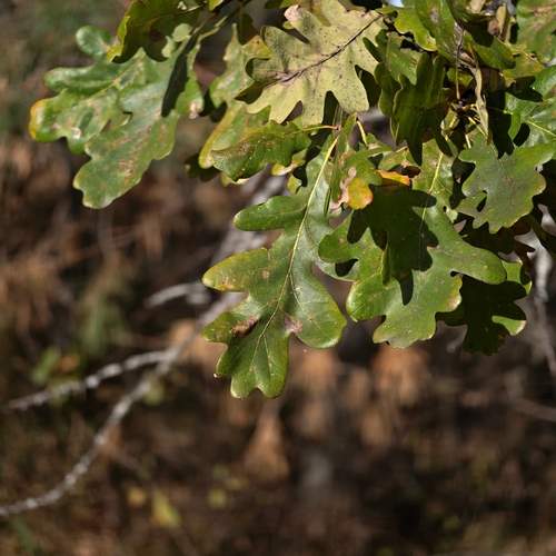 Photo #13594263