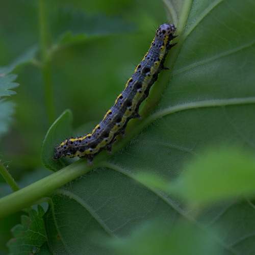 Photo #13594645