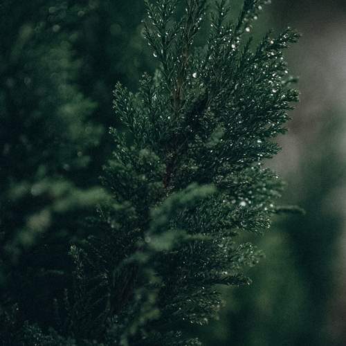 Photo #13594887