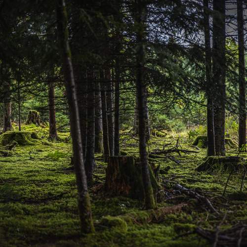 Photo #13595009