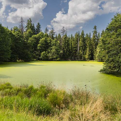 Photo #13595010