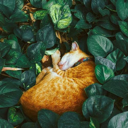 Photo #13595120