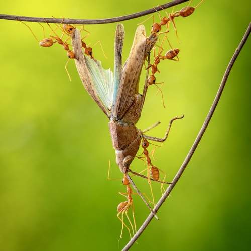 Photo #13595166