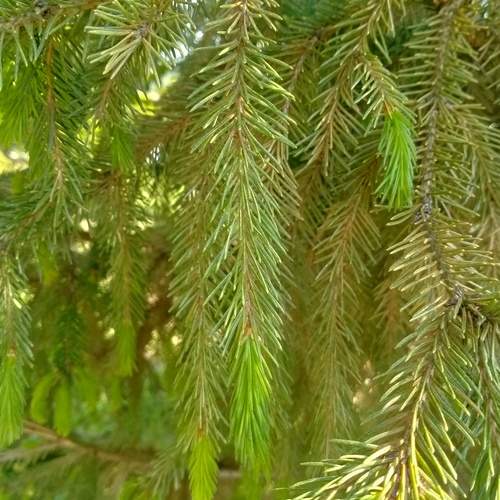 Photo #13595170