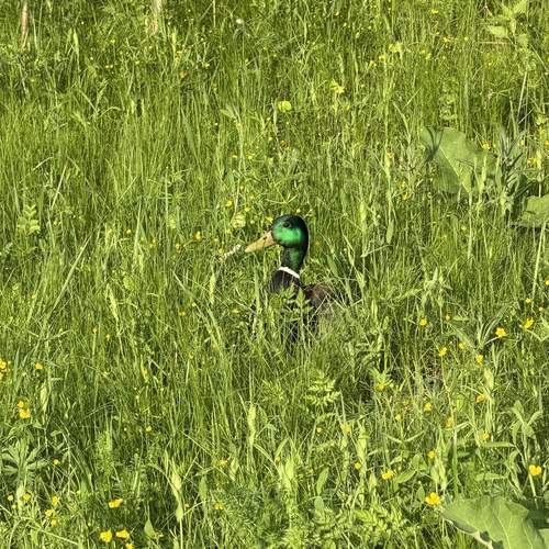 Photo #13595325