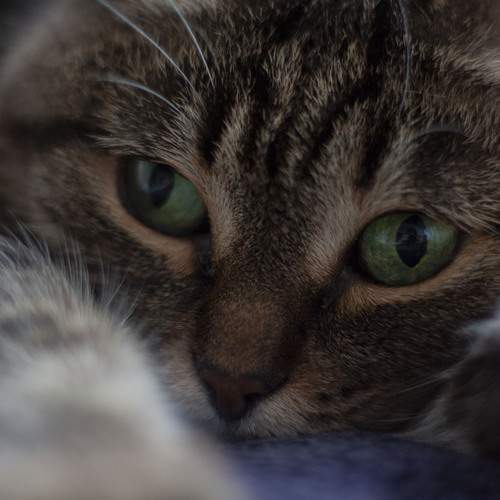 Photo #13595398