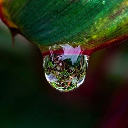 ​Micro nature suspended