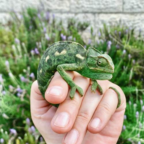 Photo #13595421