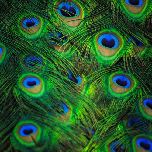 Photo #13595472