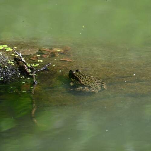 Photo #13595540