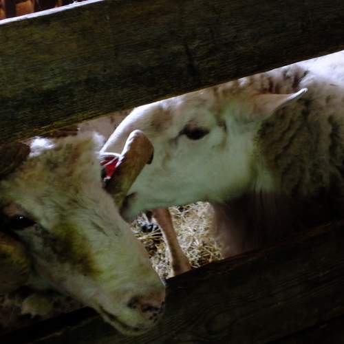 Photo #13595669