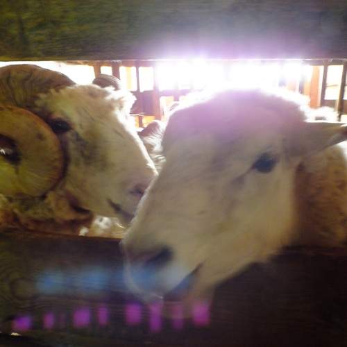 Photo #13595684