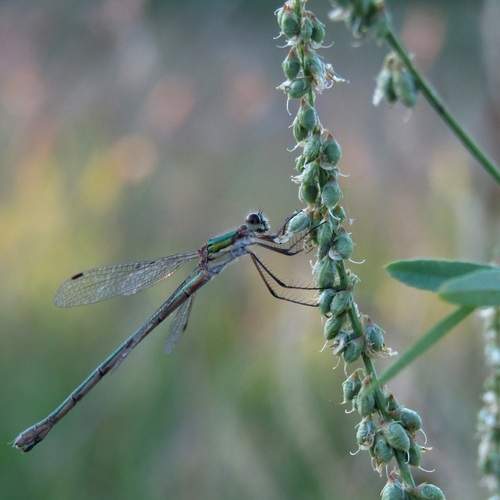 Photo #13595729