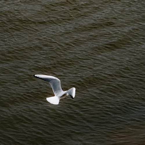 Photo #13595928