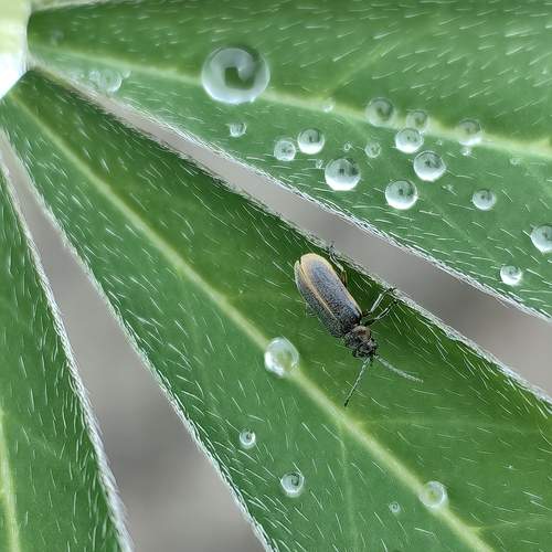 Lupine Leaves with Water Droplets