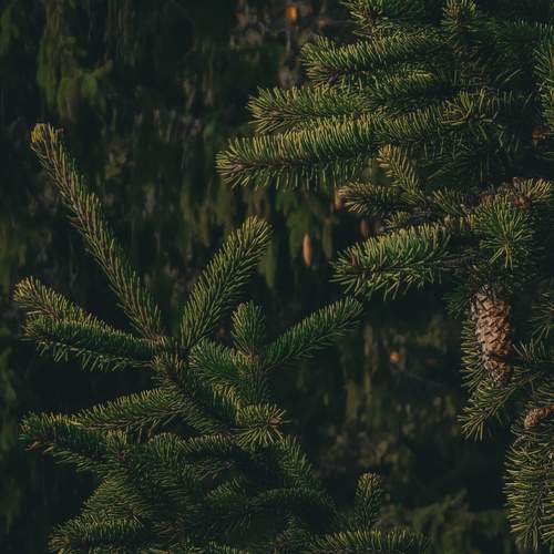 Photo #13596249