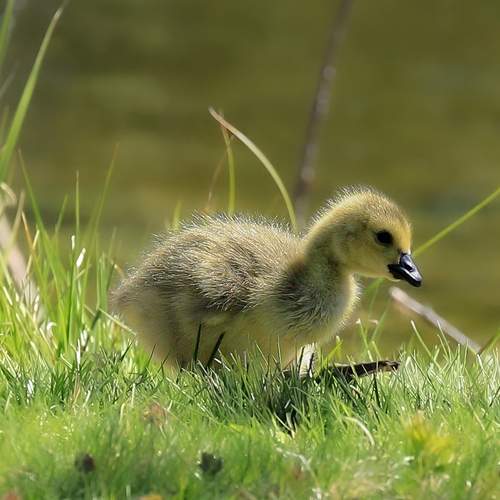 Photo #13596386
