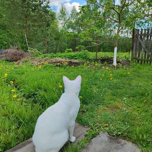 Photo #13596581