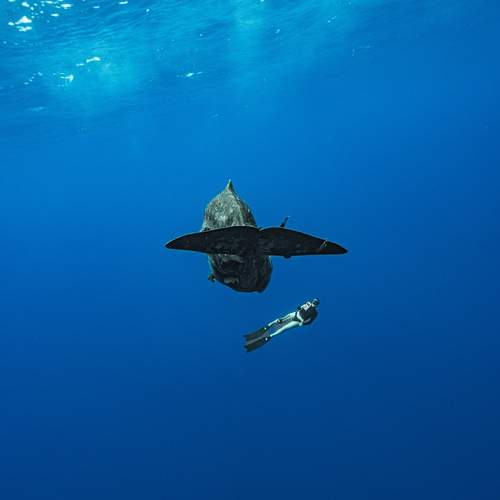 Photo #13597035