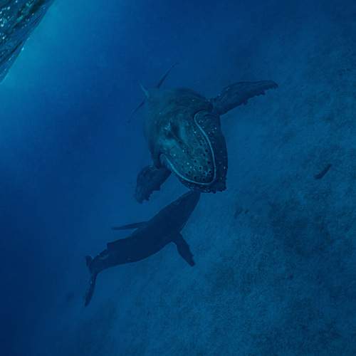 Photo #13597037