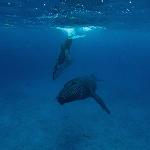 Photo #13597038
