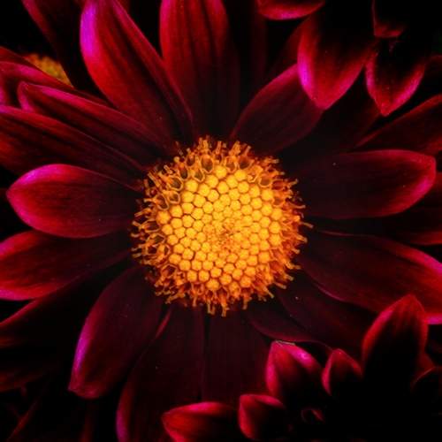 Photo #13597166