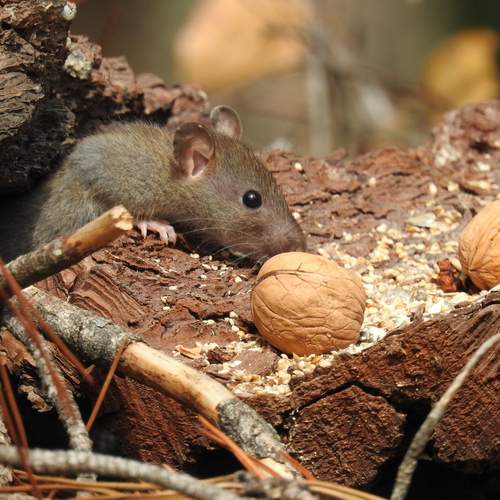 Mouse