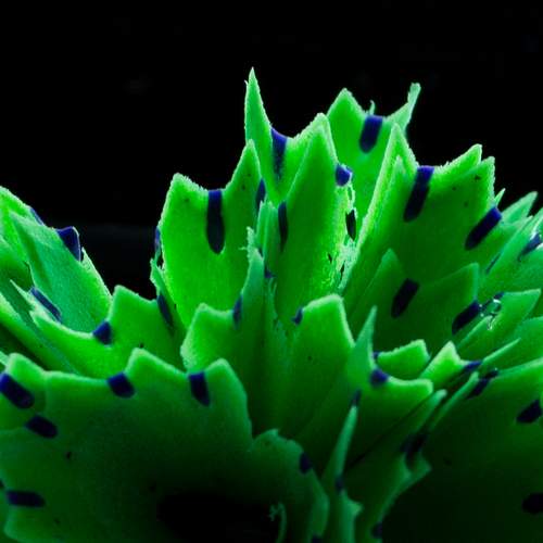 Pensilvaria viridis