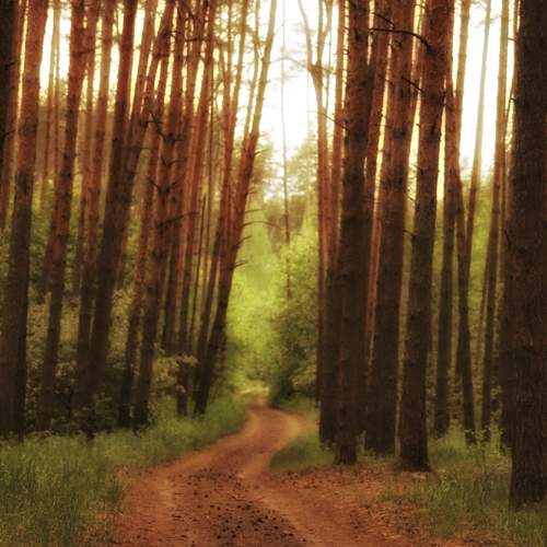 Photo #13597447