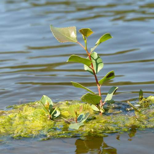 Photo #13597546