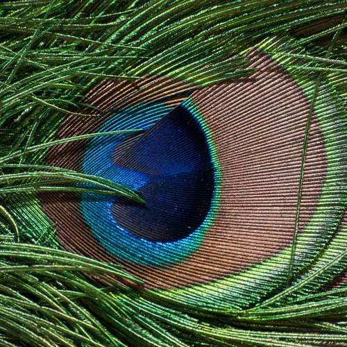 Photo #13597576