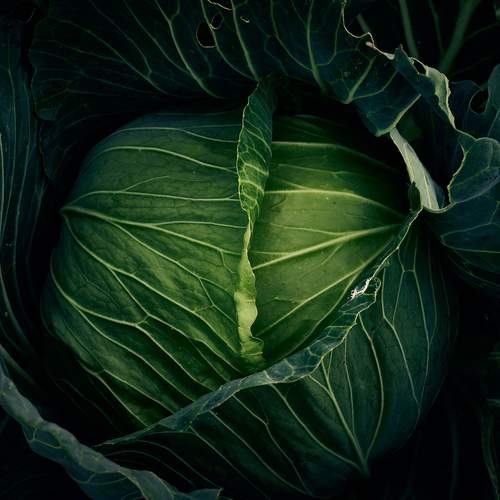 Cabbage