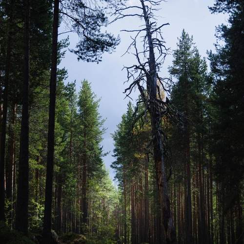 Photo #13597675