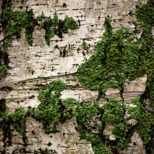 Photo #13597836