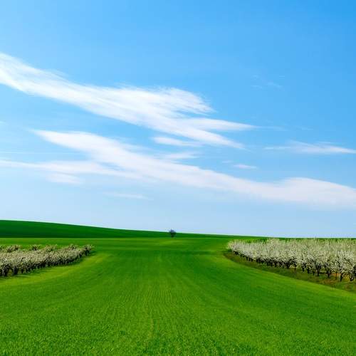 Green horizon