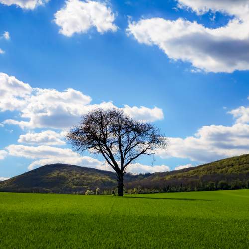 The lonely tree