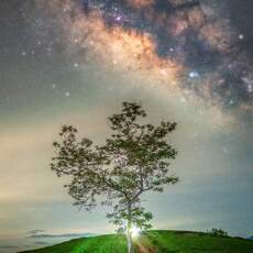 Tran Linh
