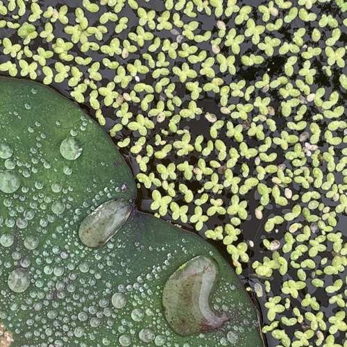 Photo #13598248