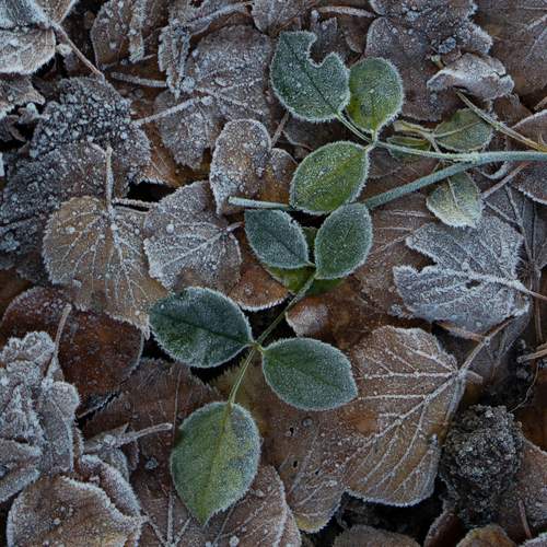 Photo #13598295