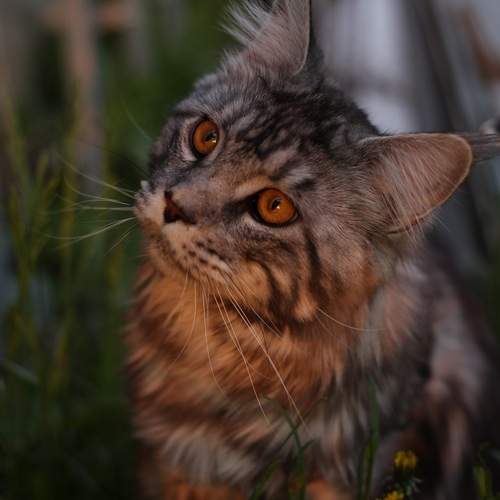 Photo #13598378