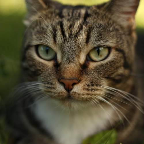 Photo #13598379