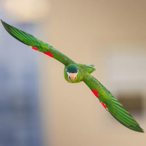 Air master