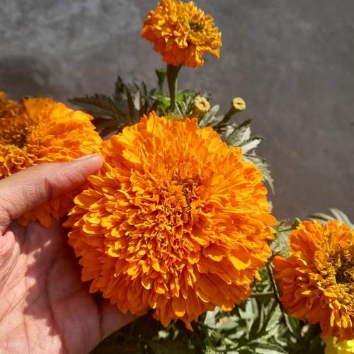 Photo #13599013