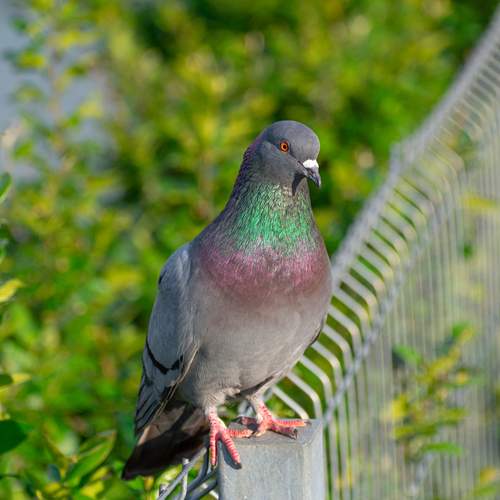 Photo #13599017