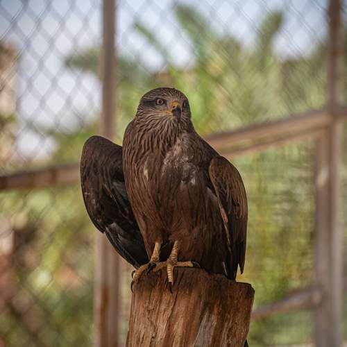 Photo #13599267
