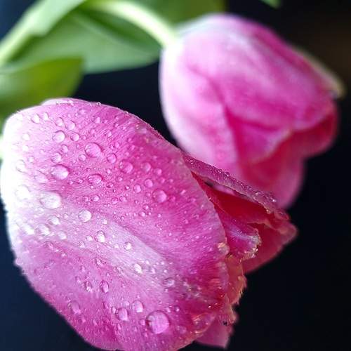 Photo #13599274